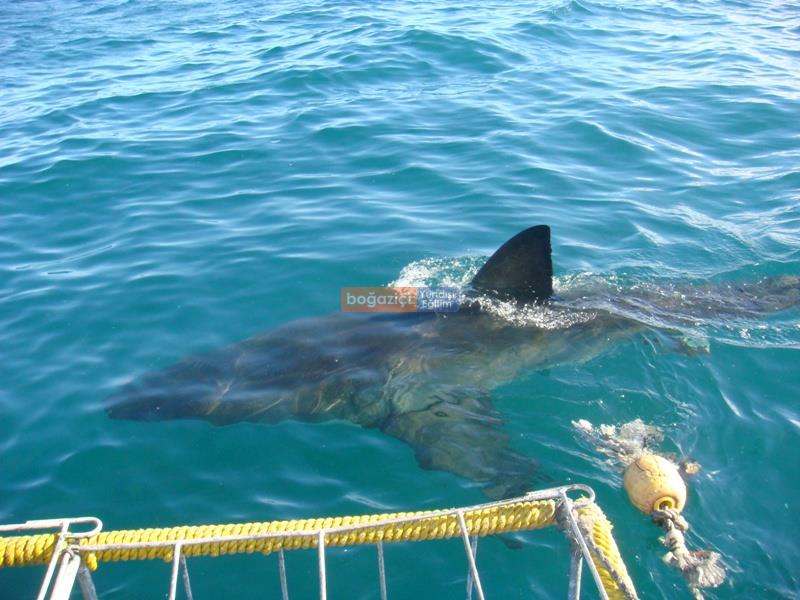 shark diving ii